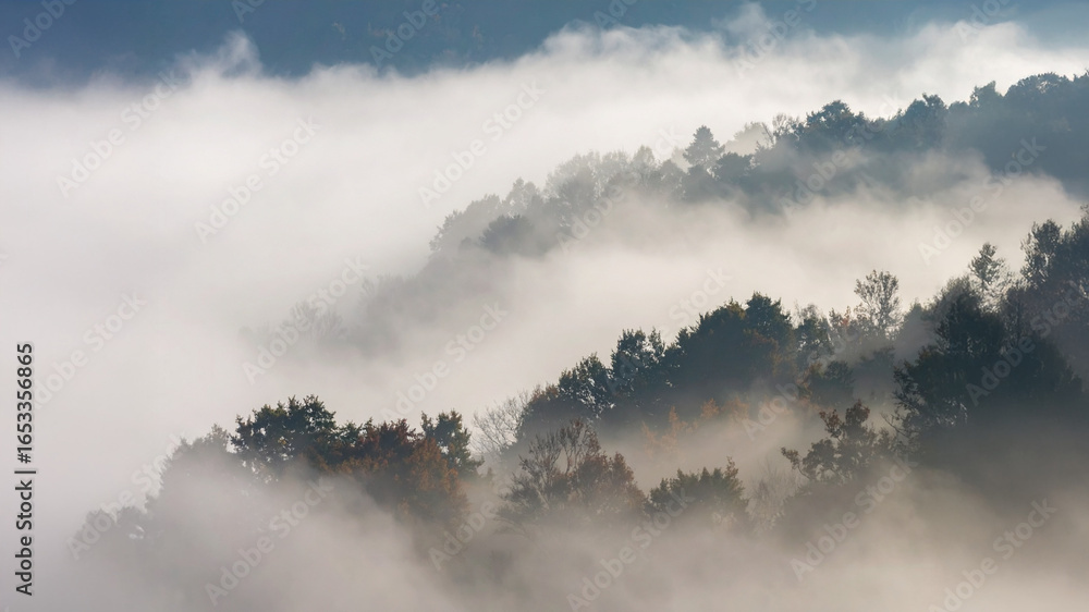 Obraz premium A serene landscape photograph of a dense forest partially obscured by a thick layer of white mist and fog. The tops of evergreen and autumn-tinted trees peek through the fog.