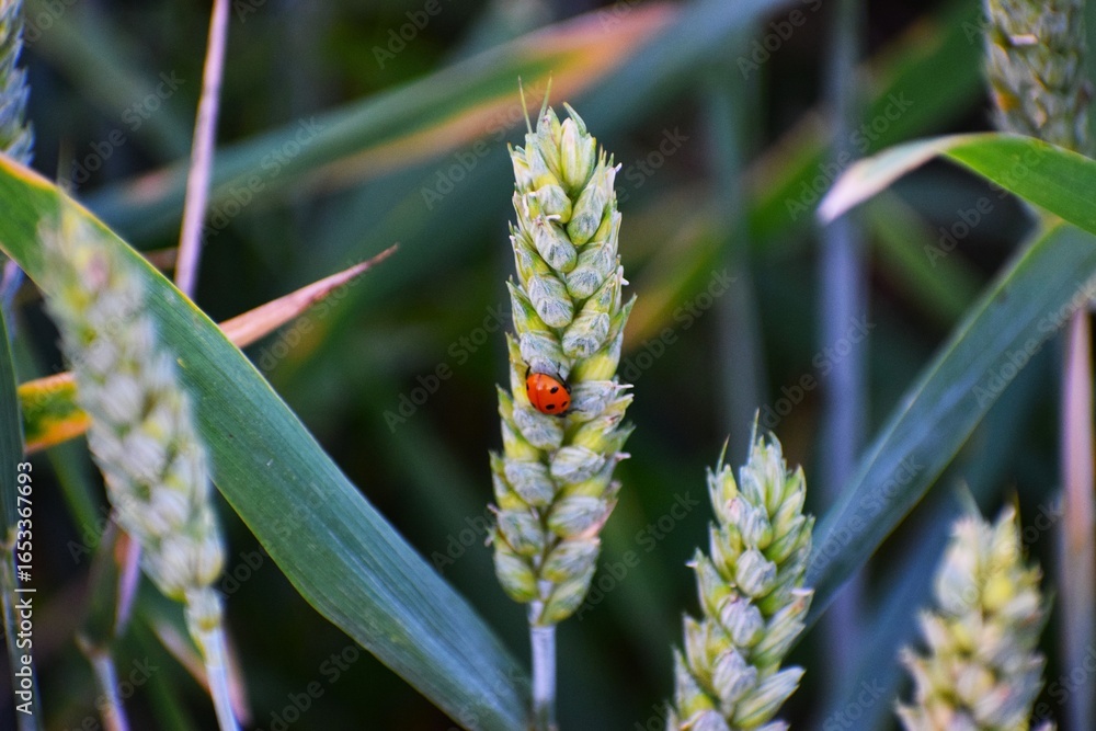 Fototapeta premium Reed in foreground with cornfield in background