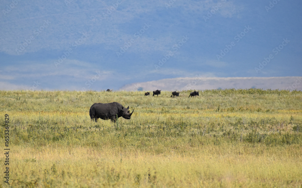 Fototapeta premium black rhino in the wild