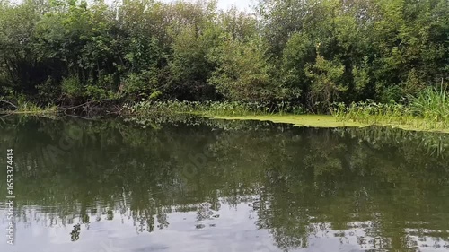 Serene pond reflecting trees and vegetation in lush natural environment  