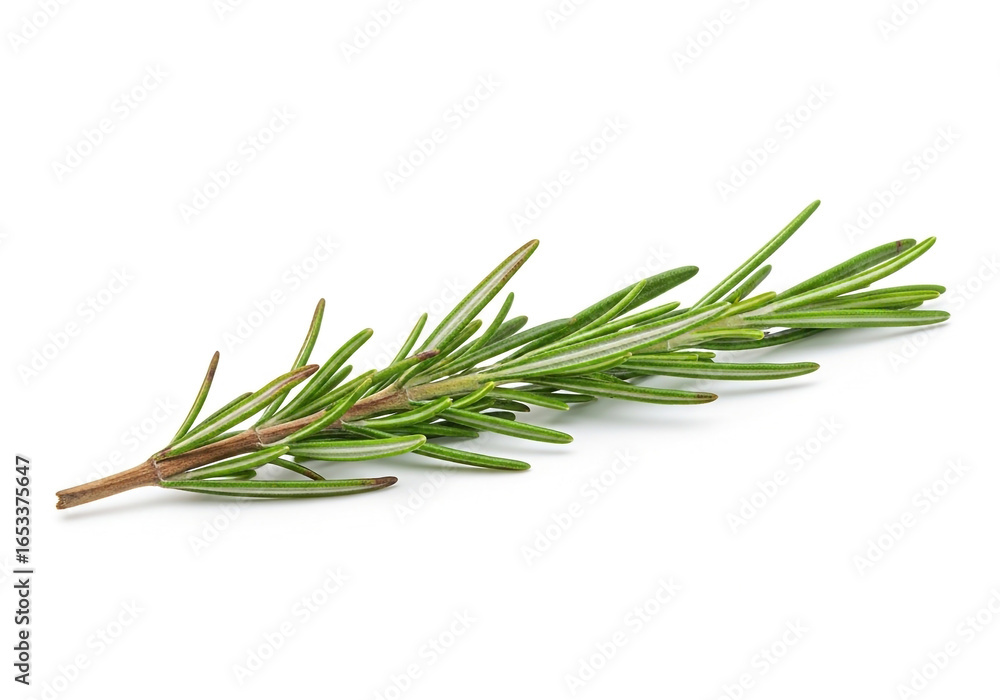 Fototapeta premium Fresh rosemary sprig isolated on white background
