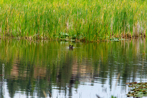 Foto Duck Pond