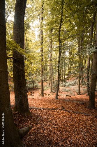 Waldfoto Osnabrücker Land - Bad Essen - Barkhausen