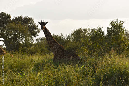 Sticker giraffe in the savannah