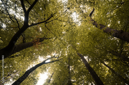 Waldfoto Osnabrücker Land - Bad Essen - Barkhausen