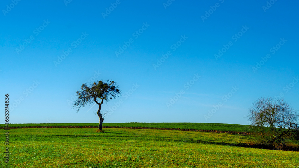 Obraz premium Wide-angle shot of a lone, leafless tree on a gently rolling pasture against a clear, deep-blue sky.