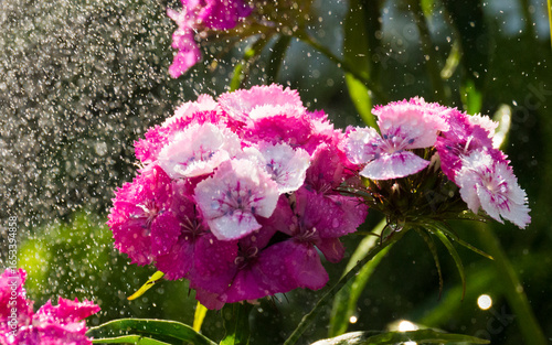 rain in the garsen, Dianthus barbatus