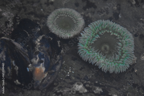 sea urchin on the beach