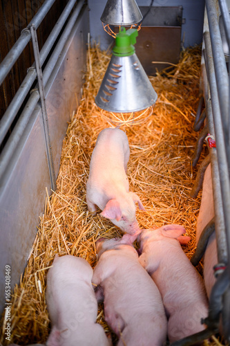 Pale Pink Piglets Huddle Under a Warm Heat Lamp in Straw Filled Enclosure