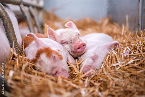 Three Adorable Piglets Sleeping Peacefully on Golden Hay Bedding in a Rustic Farm Setting Close Up Warm Light Captures Pink and Reddish Brown Mottled Skin Agriculture and Animal Husbandry Photo