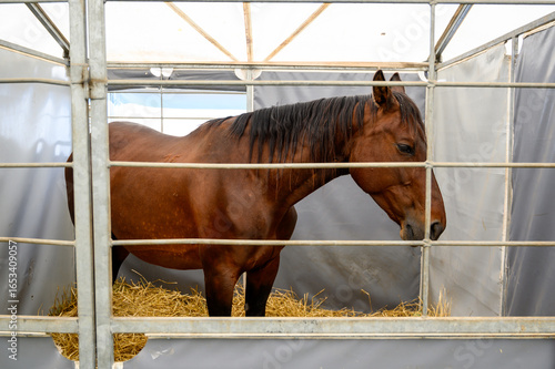 Brown Horse Standing Inside a Spacious Stable with Straw Bedding and Natural Light