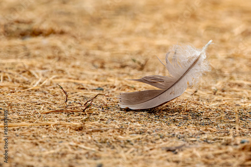 Isolated feather on the ground