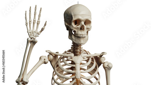 skeleton of a skeleton