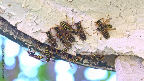 wasp building nest in the garden