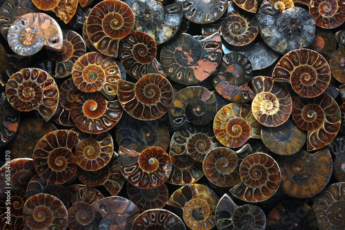 Ammonites, Fossil Cephalopods from the Mesozoic Era, from Madagascar
