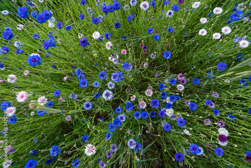 field of colorful cornflowers from above