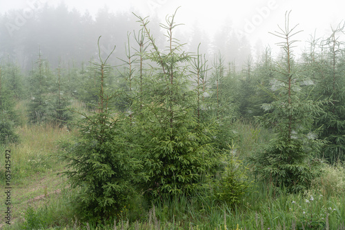 Fototapeta Naklejka Na Ścianę i Meble -  young spruce forest on a foggy morning