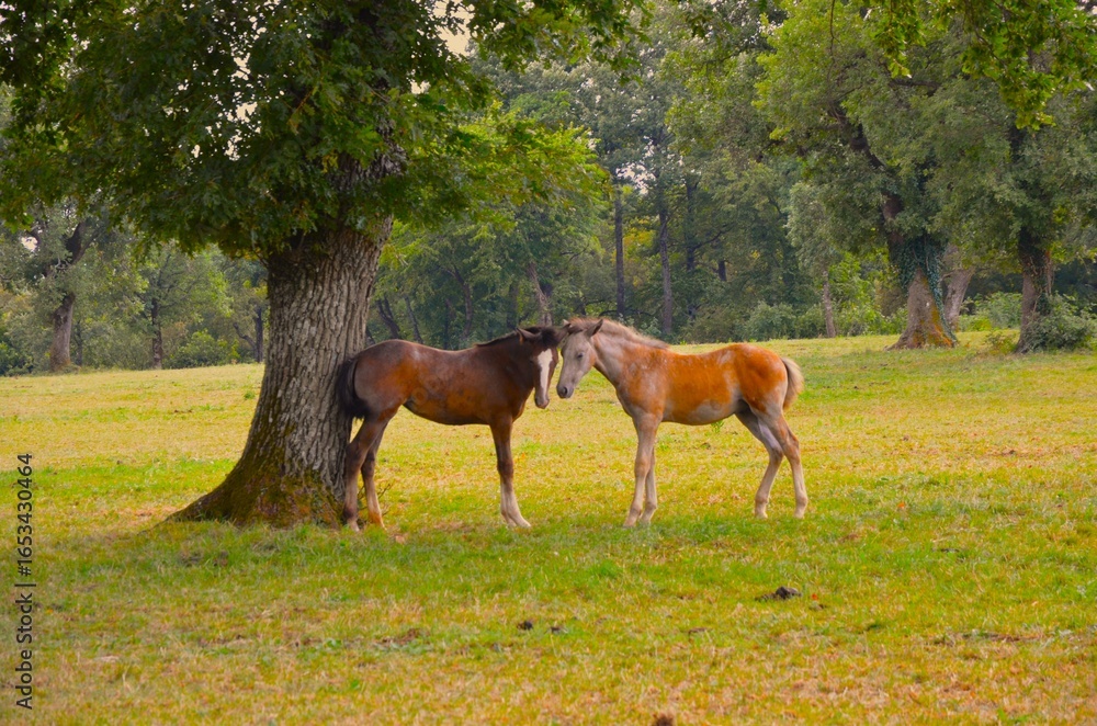 Obraz premium Young horses on the field relaxing