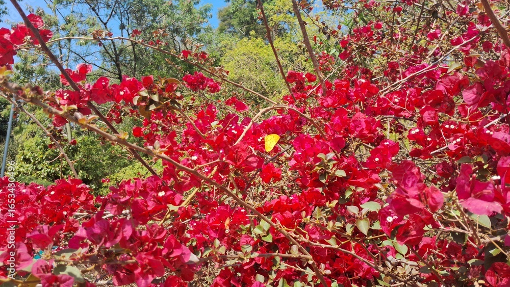 Vibrant Red Bougainvillea Bloom with a Hint of Yellow Butterfly Vibrant Red Bougainvillea Bloom with a Hint of Yellow Butterfly