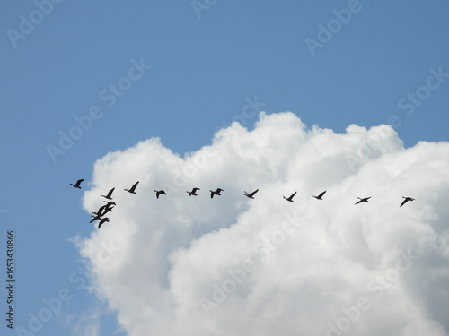 A flock of Canadian geese, flying across a cloudy sky, during the fall migration. Bombay Hook National Wildlife Refuge, Kent County, Delaware.