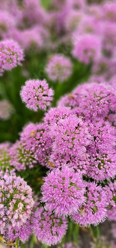 pink and purple allium flowers 
