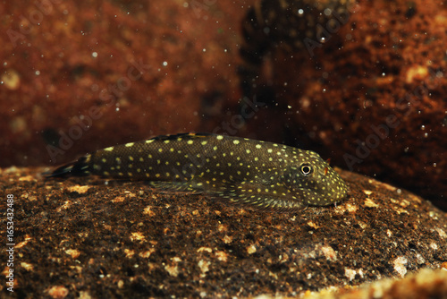 Fotografie Spotted Borneo Sucker (Gastromyzon punctulatus)