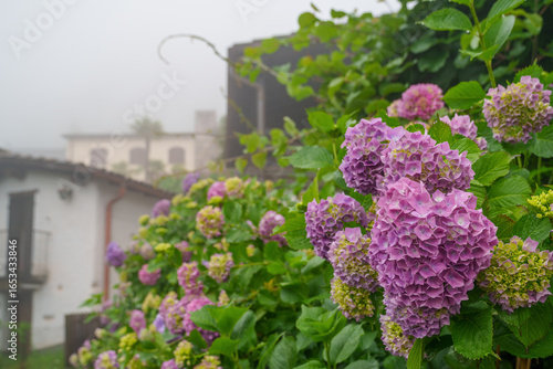 beautiful hydrangeas blooming in a misty swiss village, surrounded by charming houses and vibrant greenery