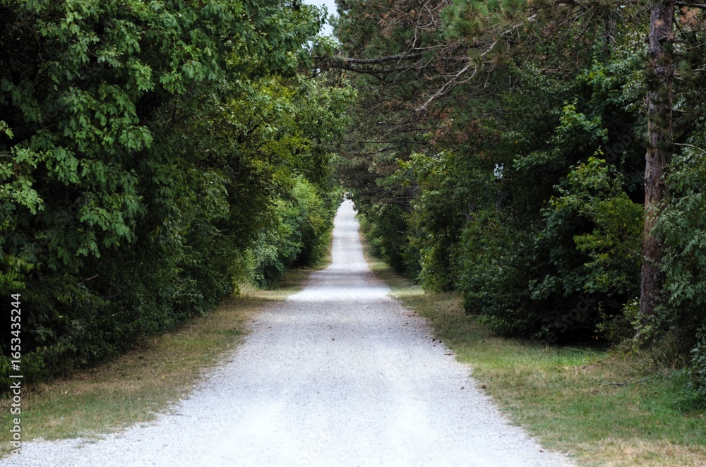 Fototapeta premium path in the forest