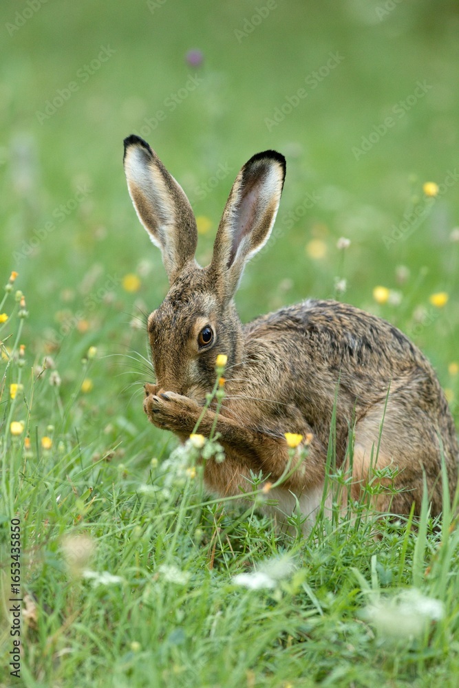 Fototapeta premium European hare (Lepus europaeus) cleaning its snout using its paws to wipe its nose as part of grooming routine