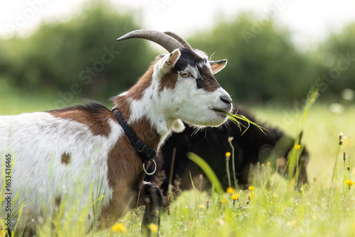 Tableau sur toile Playful pygmy goats grazing on a sunny meadow