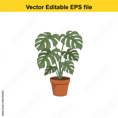 Monstera deliciosa houseplant in a terracotta pot, isolated on white background