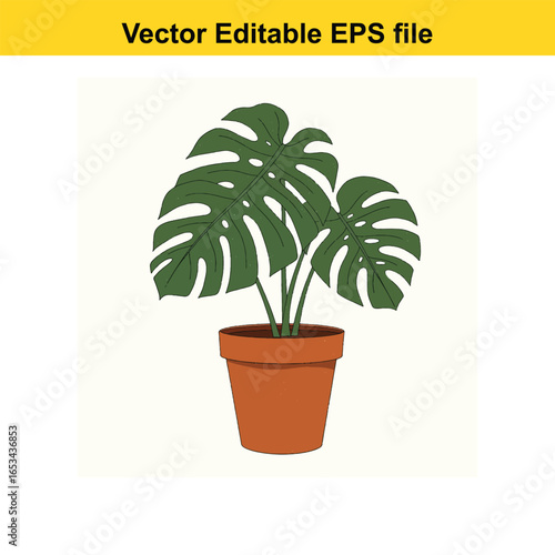Monstera deliciosa plant in a terracotta pot, isolated on white background