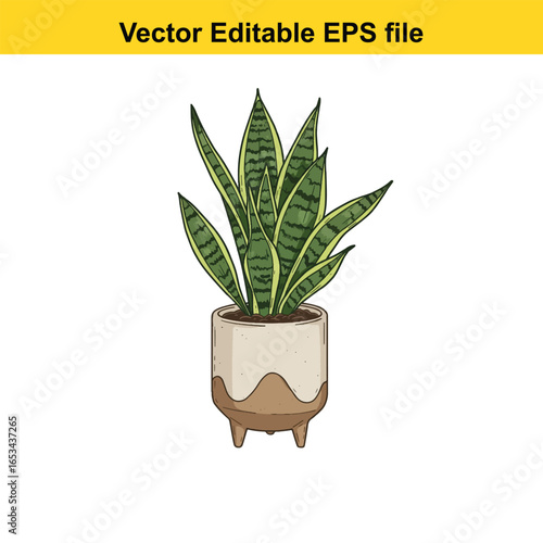 Snake plant in a pot, isolated on white background