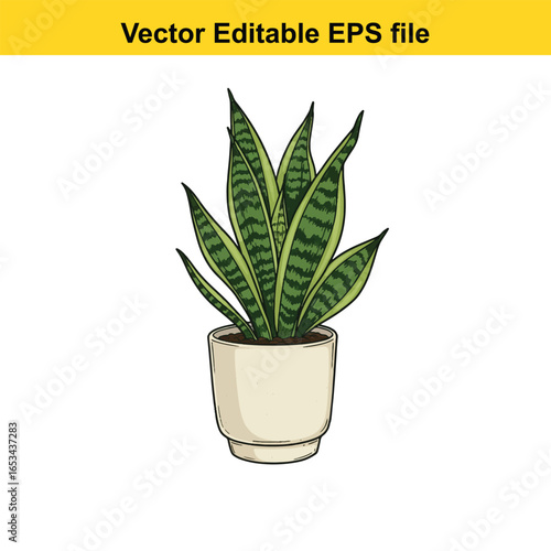 Snake plant in a pot, isolated on white background