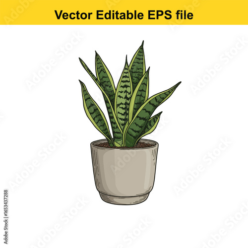 Snake plant sansevieria trifasciata in a grey pot, isolated on white background