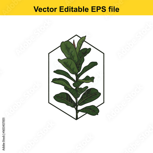 Fiddle leaf fig plant in geometric frame, isolated on white background
