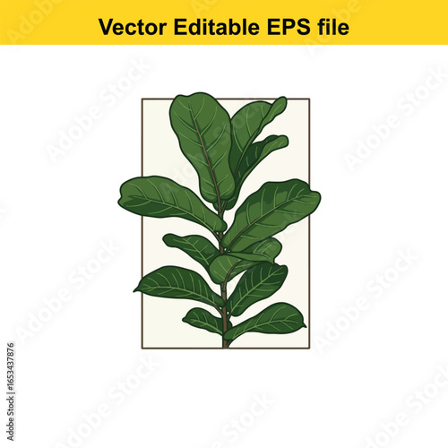 Fiddle leaf fig plant isolated on white background