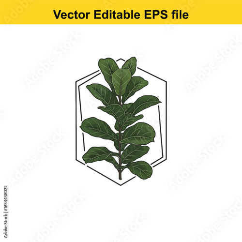 Fiddle leaf fig plant in geometric frame isolated on white background