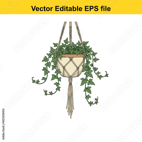 Hanging ivy plant in macrame hanger with tassel isolated on white background