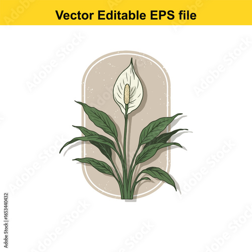 Peace lily plant with green leaves and white flower, isolated on white background