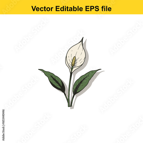Peace lily plant with green leaves and white flower, isolated on white background