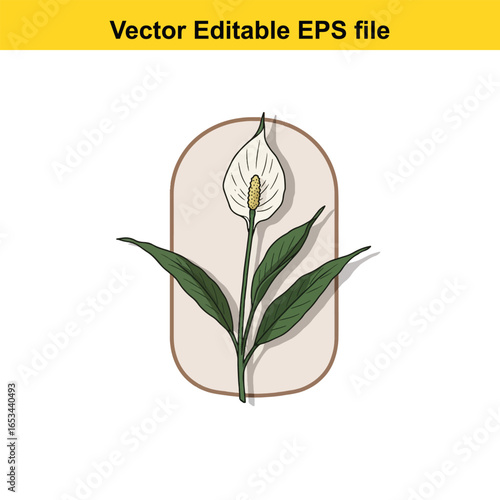 Peace lily plant with green leaves and white flower, isolated on white background