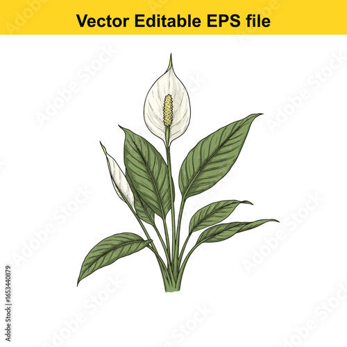 Peace lily plant with white flower and green leaves, isolated on white background