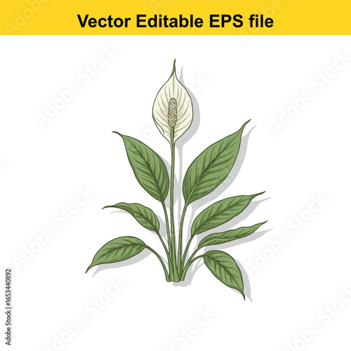 Peace lily plant with white flower and green leaves, isolated on white background