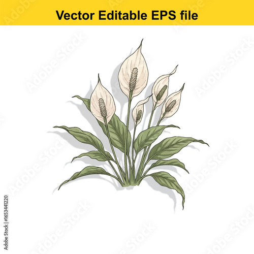 Multiple peace lily flowers with green leaves, isolated on white background