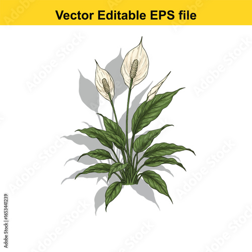 Peace lily plant with two white flowers and green leaves, isolated on white background