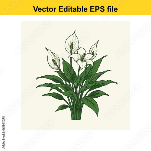 Peace lily plant with white flowers and green leaves, isolated on white background