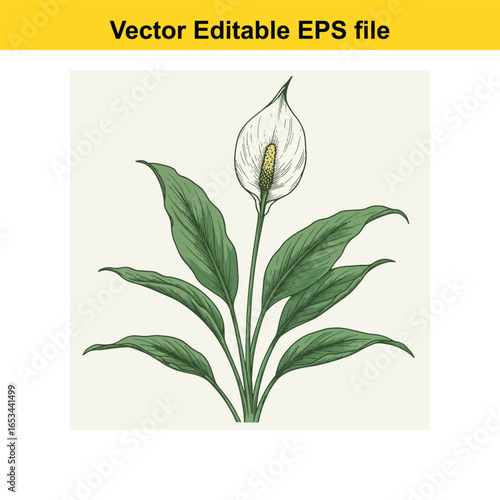 Peace lily plant with white flower and green leaves, isolated on white background