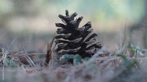 A fallen nut on the ground with a blurred background, captured using a vintage Helios 44-2 lens. Perfect stock footage for nature, autumn, outdoor scenes, close-up shots, and organic themes.