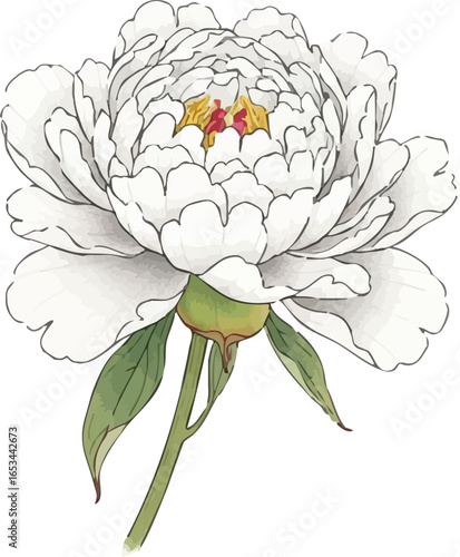 Munin-hwa Still Life of a White Peony
